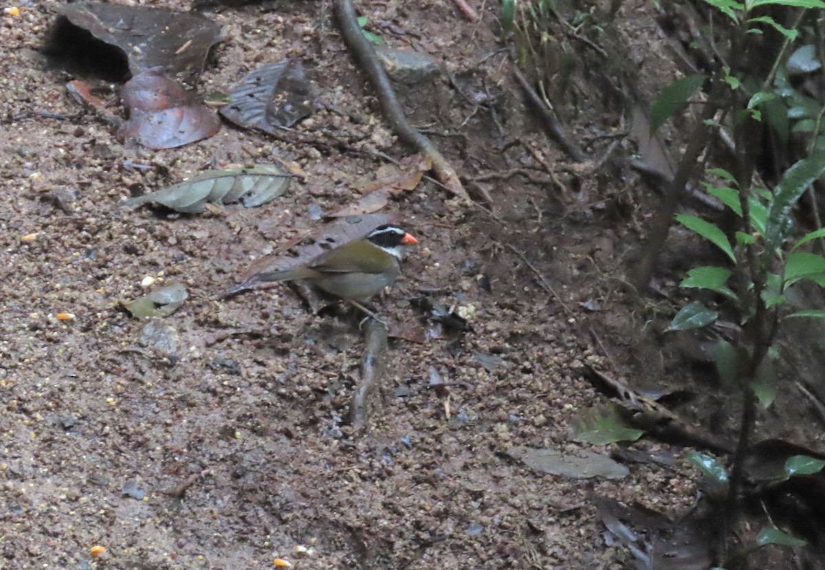 Orange-billed Sparrow - ML620611029