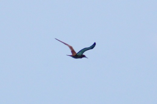 Brown Booby - ML620611030