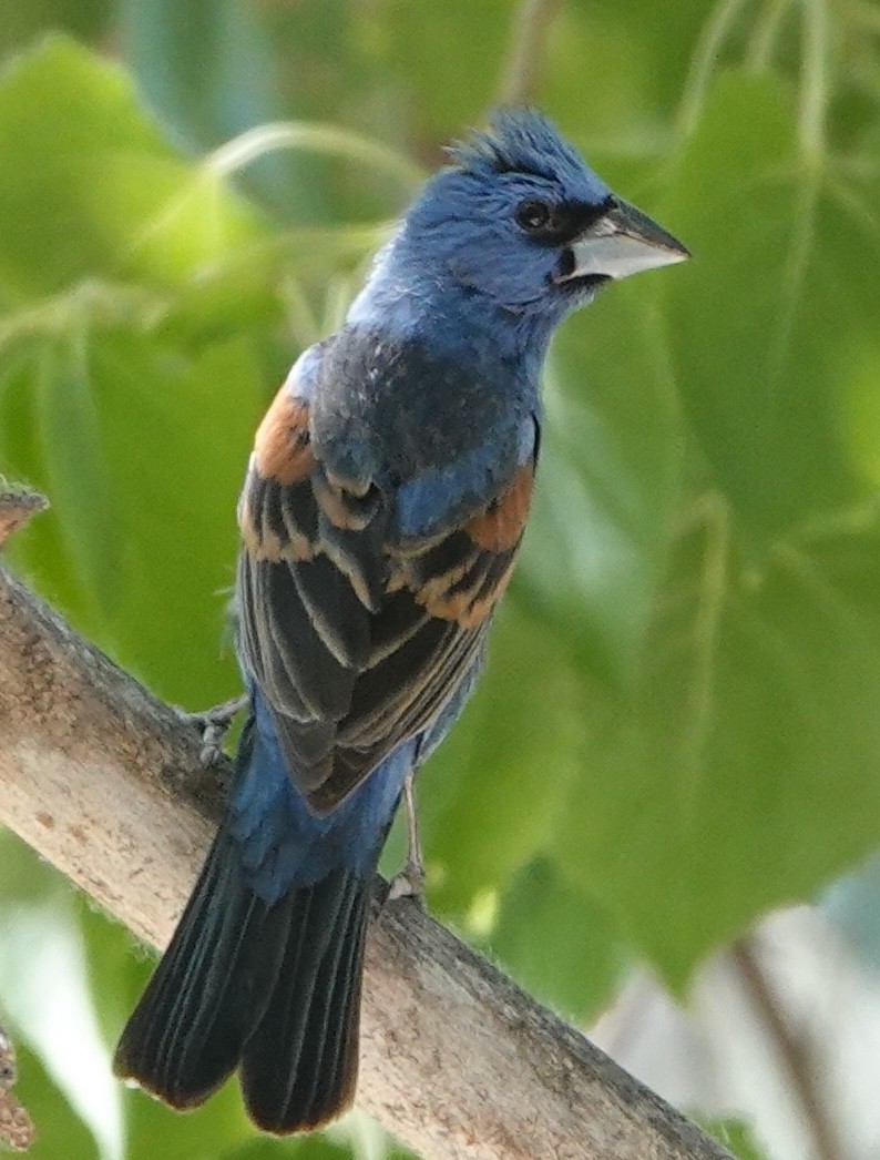 Blue Grosbeak - ML620611032