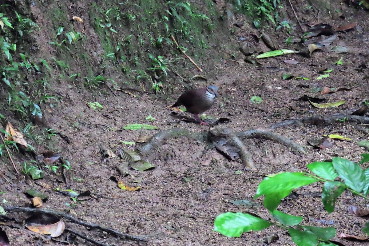 White-throated Quail-Dove - ML620611037