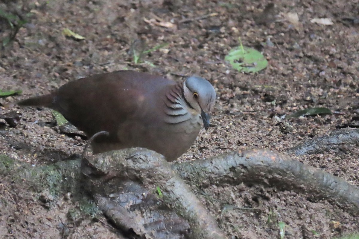 White-throated Quail-Dove - ML620611038