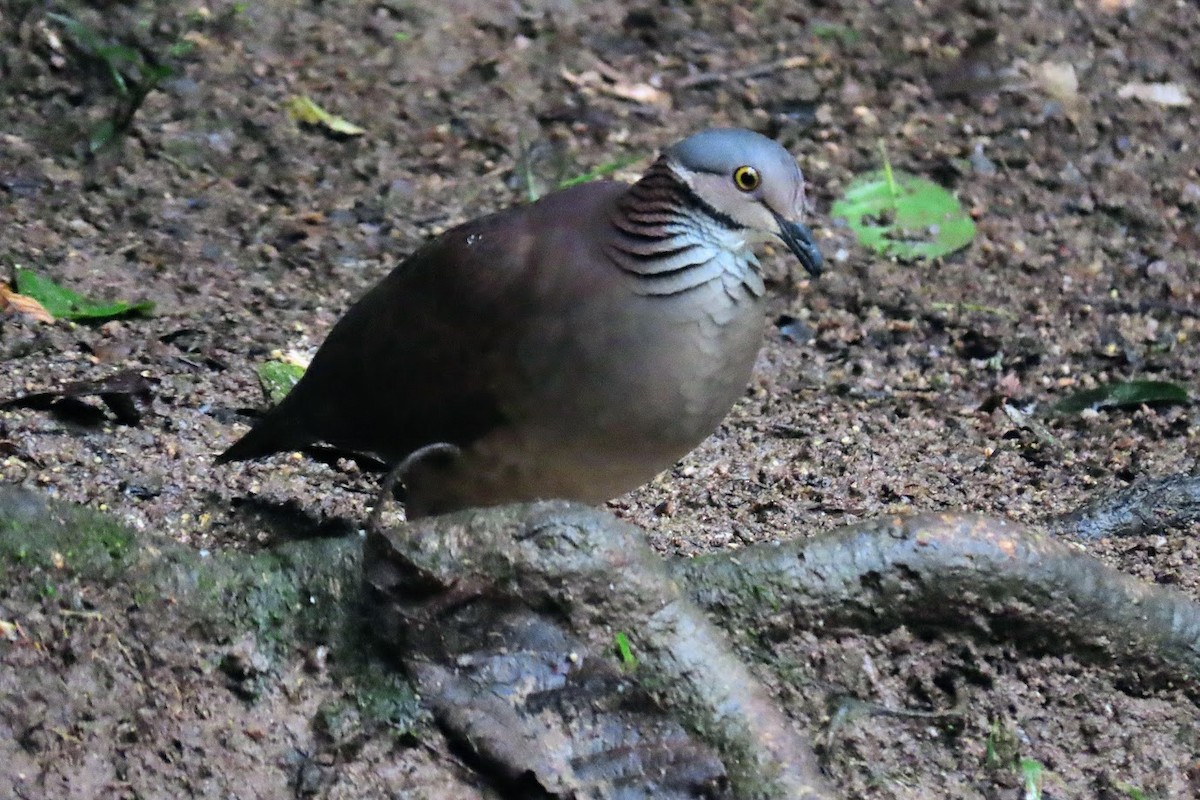 White-throated Quail-Dove - ML620611040