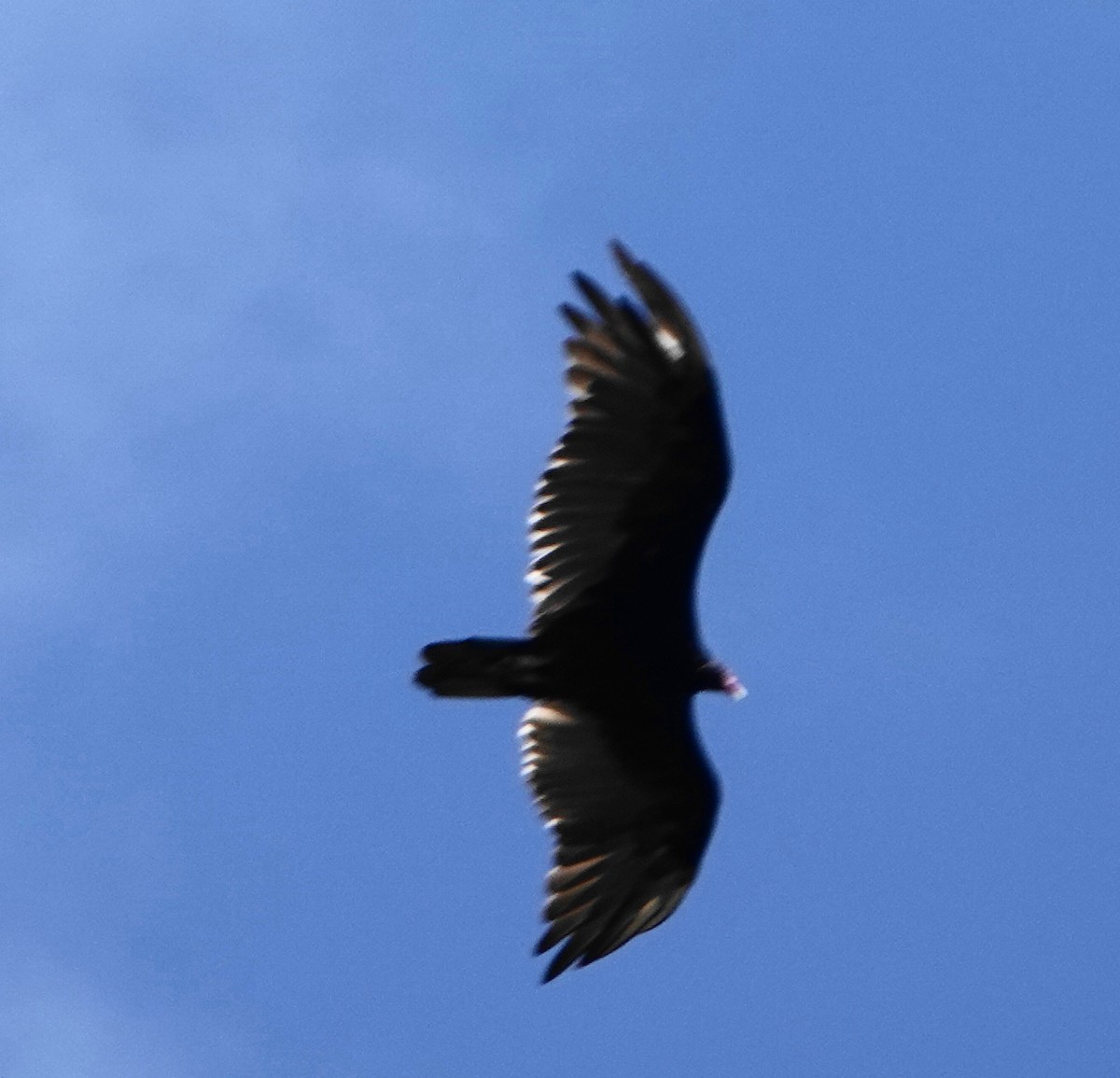 Turkey Vulture - ML620611042