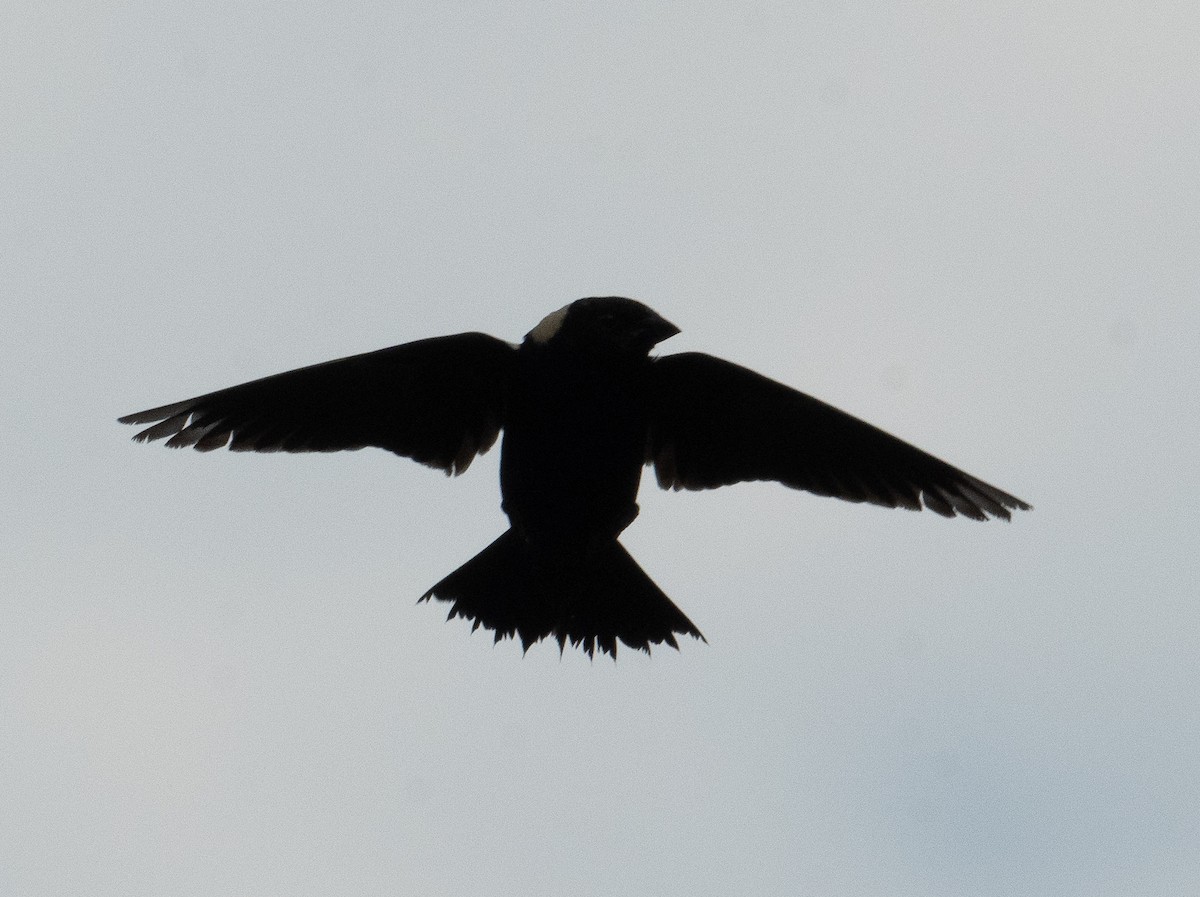 bobolink americký - ML620611044