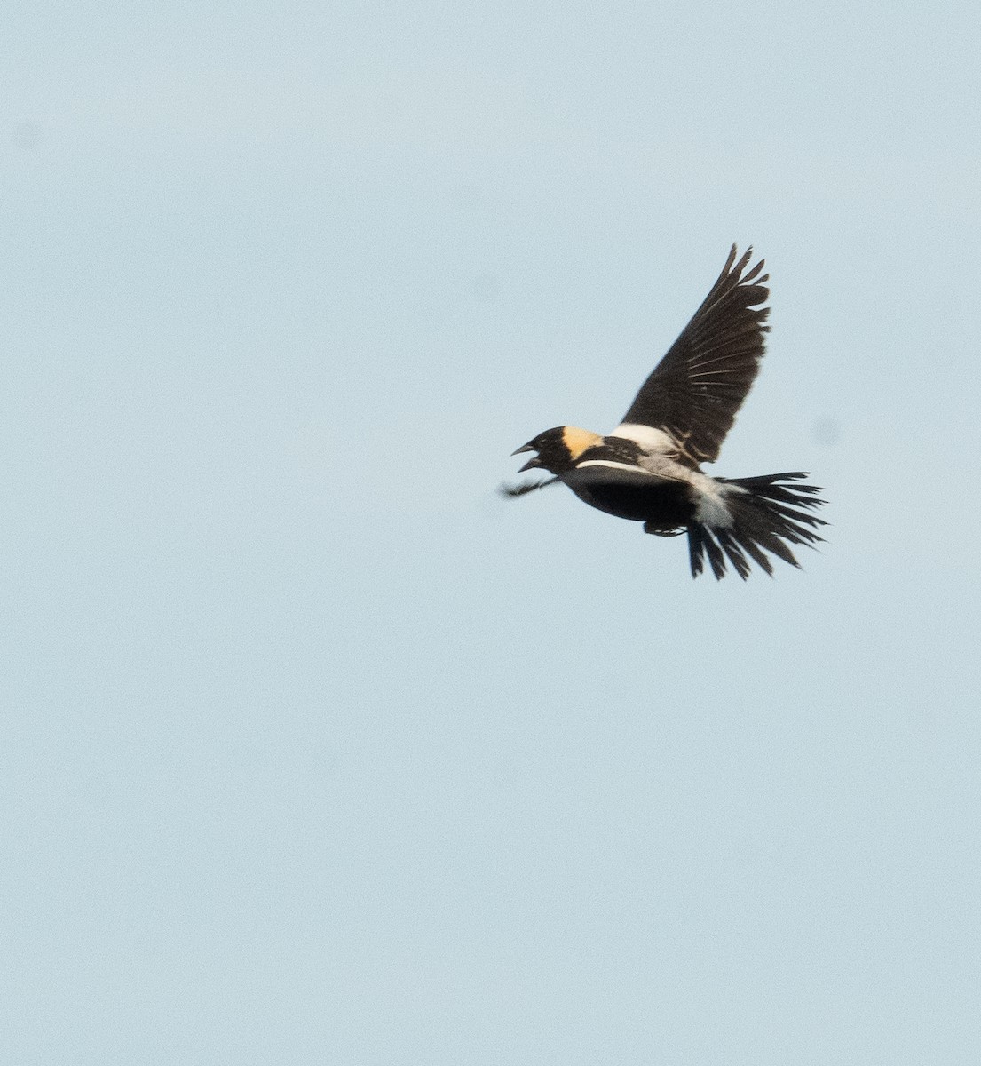 bobolink americký - ML620611045