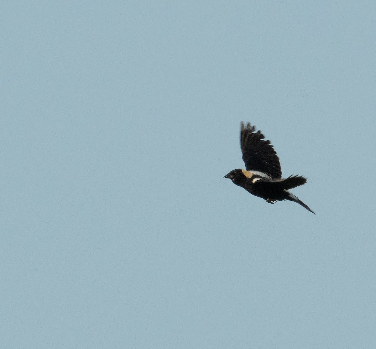 bobolink americký - ML620611046