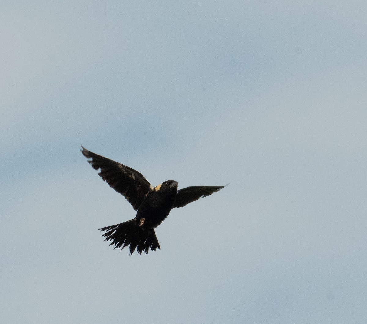 bobolink americký - ML620611047