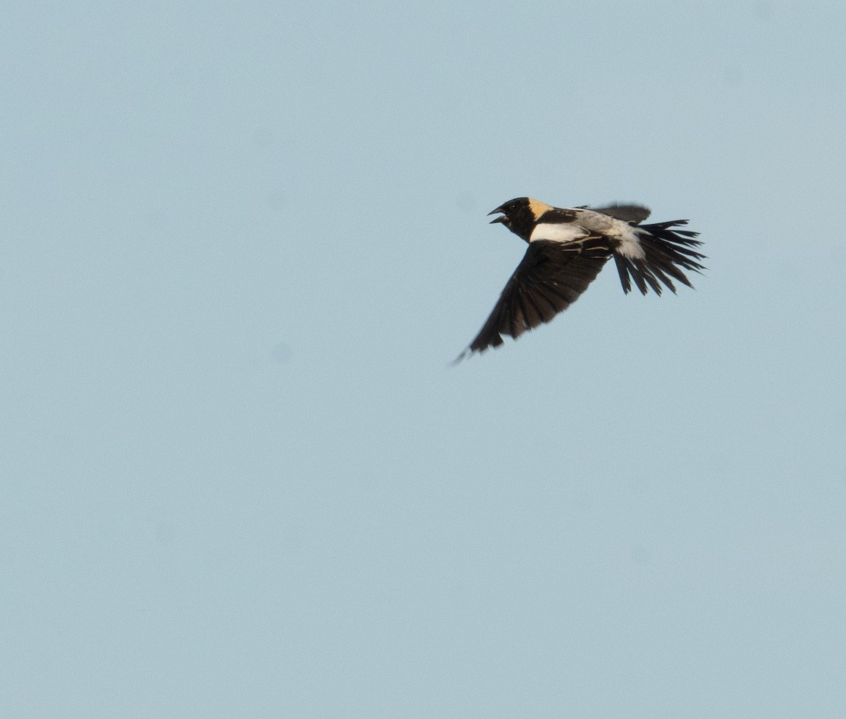 bobolink americký - ML620611048