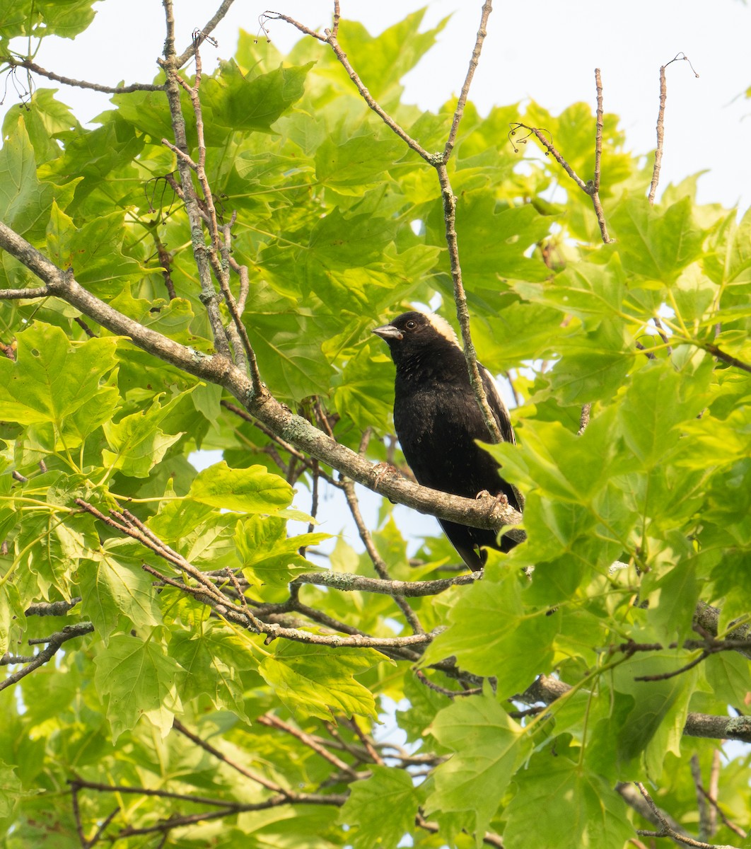 bobolink americký - ML620611051