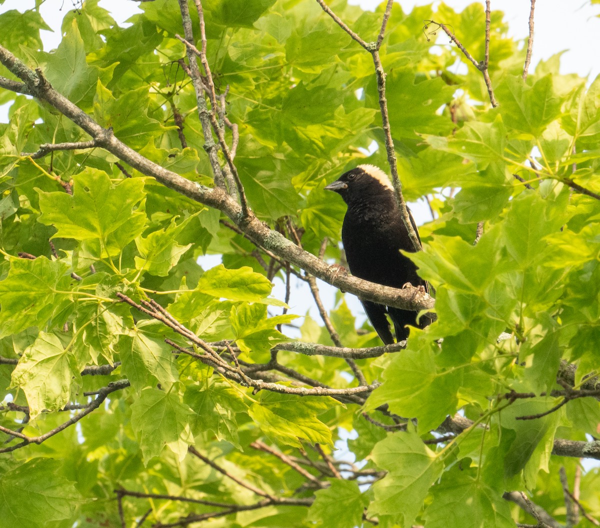 bobolink americký - ML620611052