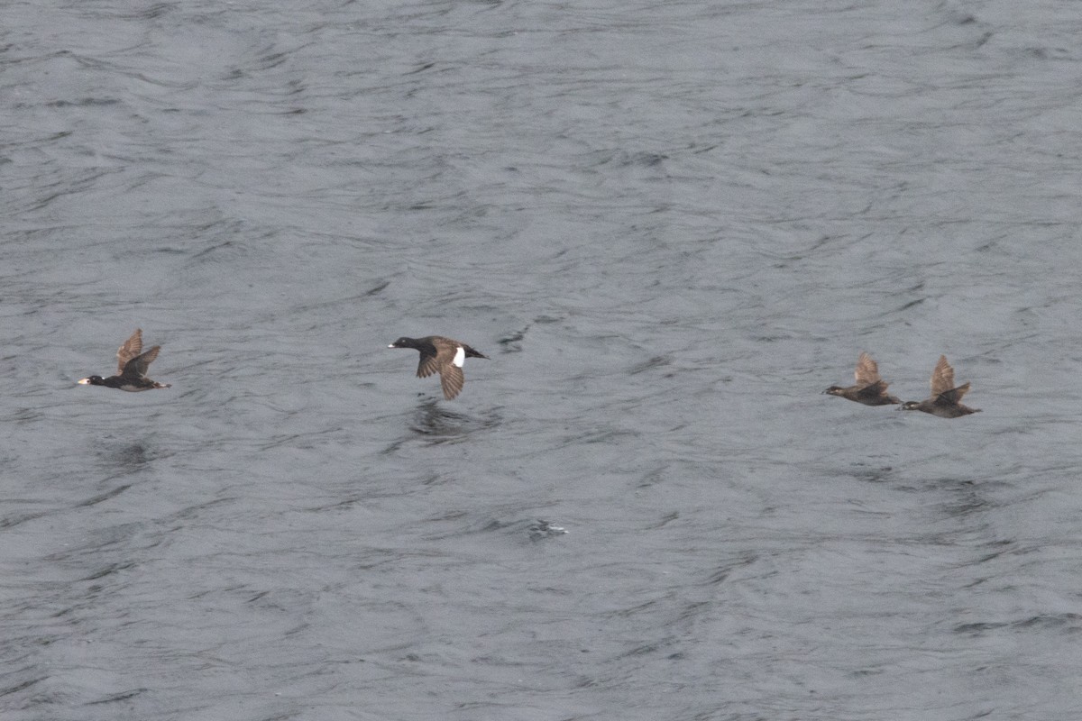 White-winged Scoter - ML620611064