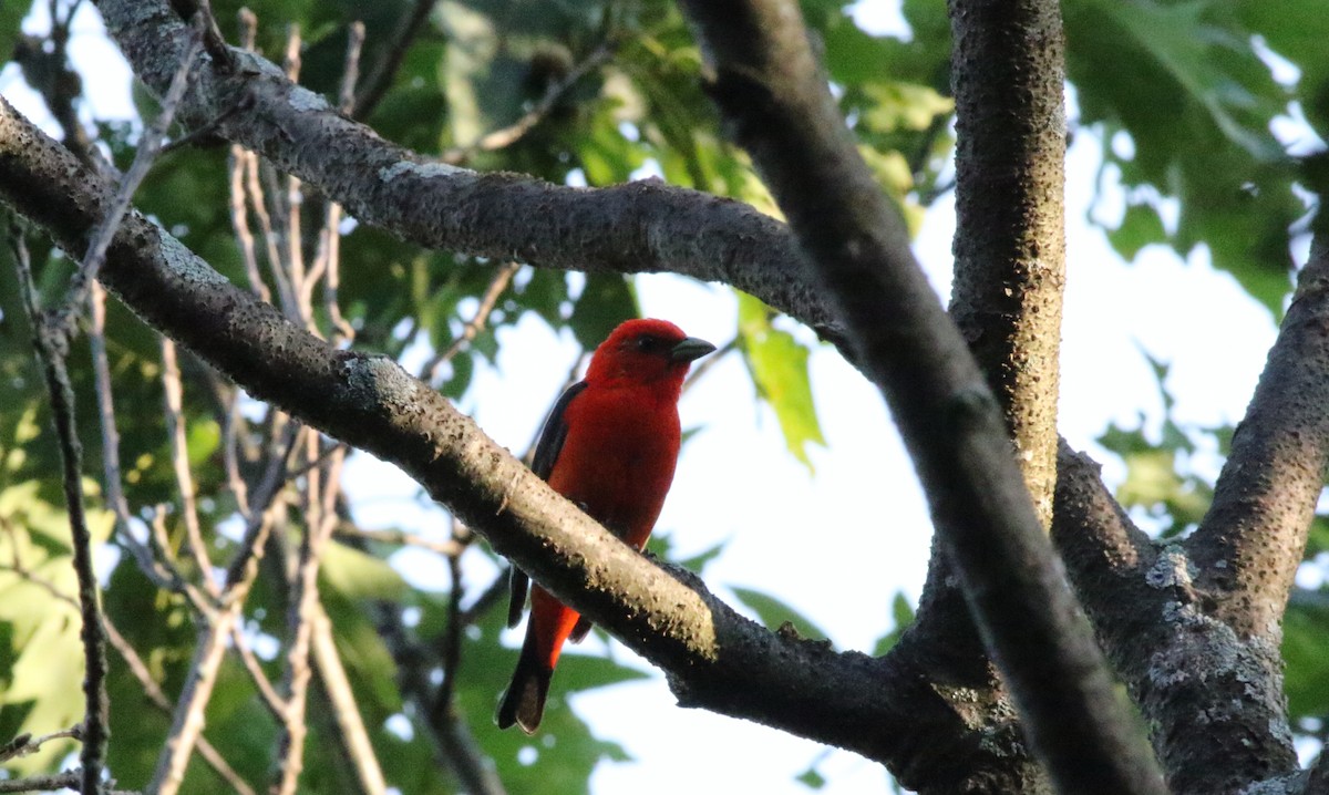 Scarlet Tanager - ML620611065