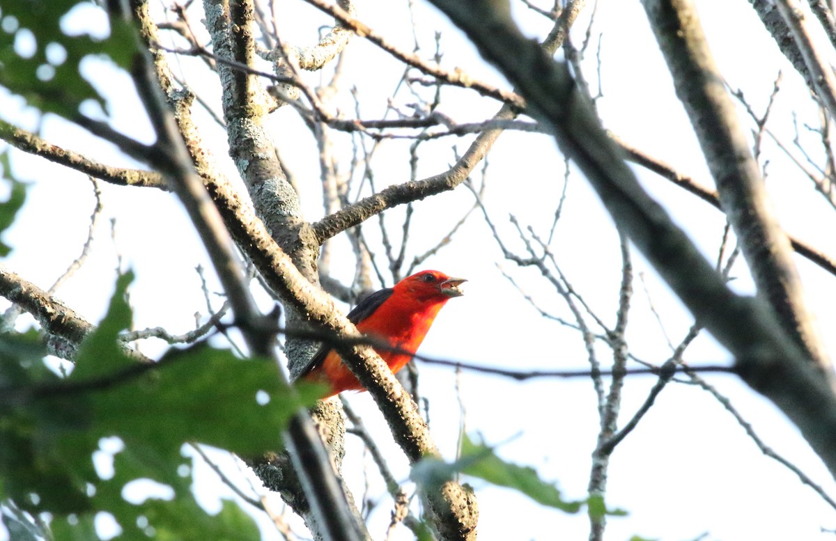 Scarlet Tanager - ML620611066