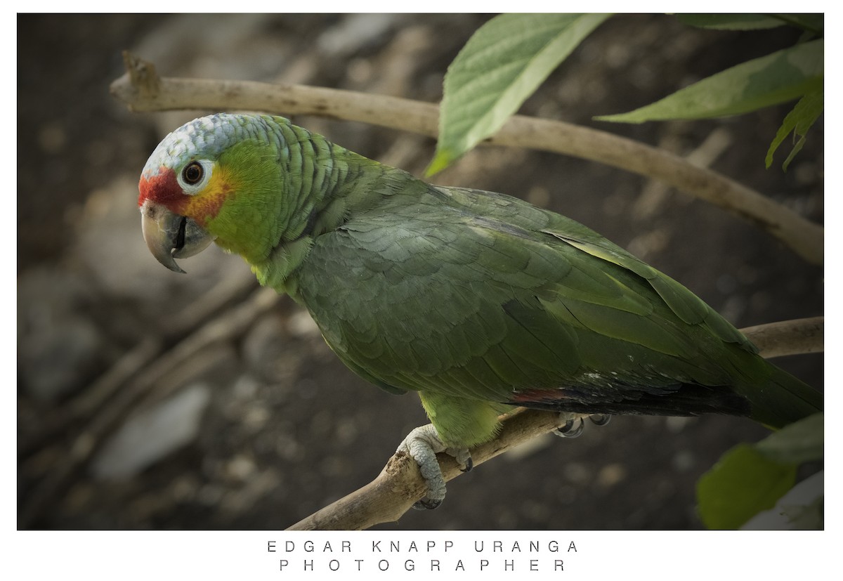 Red-lored Parrot - ML620611073
