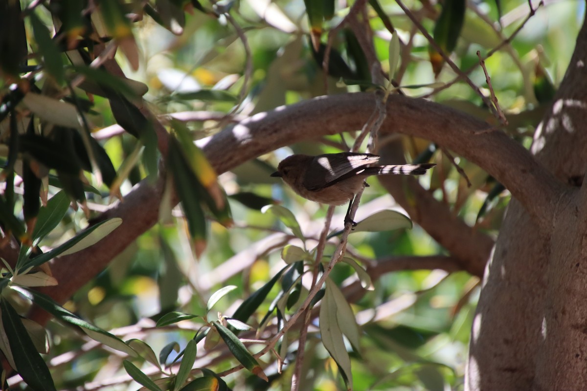 Bushtit - ML620611074