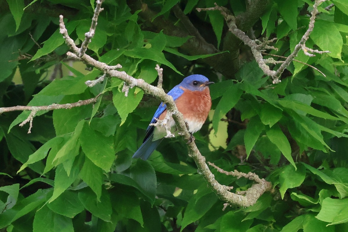 Eastern Bluebird - ML620611077