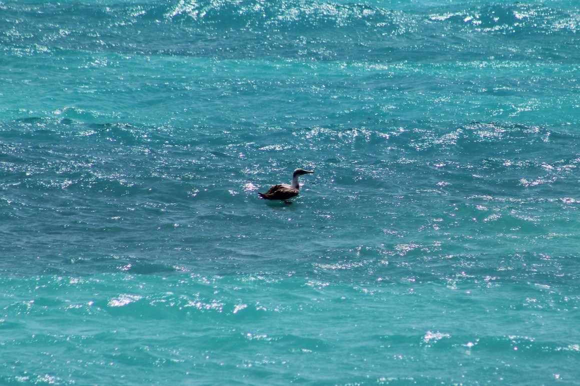 Masked Booby - ML620611079