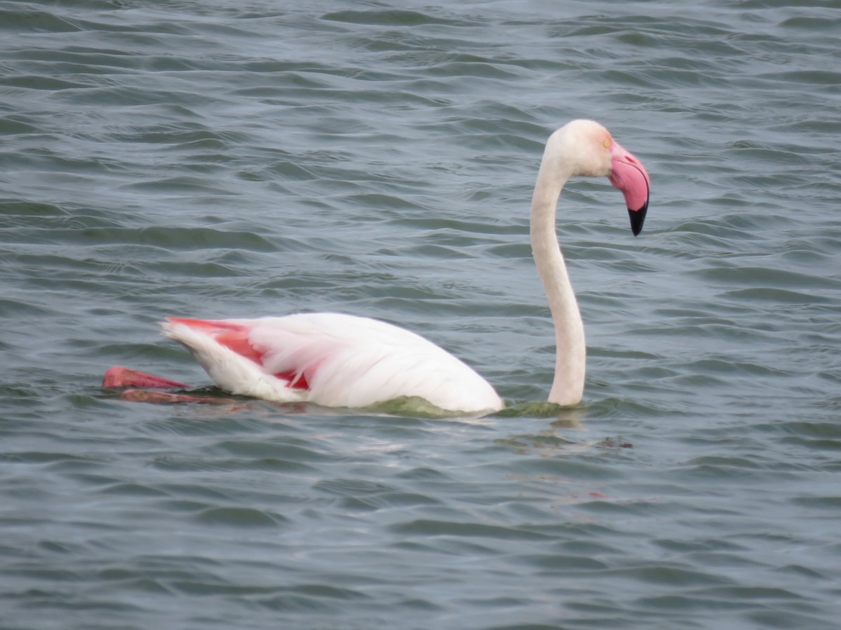 Greater Flamingo - ML620611082