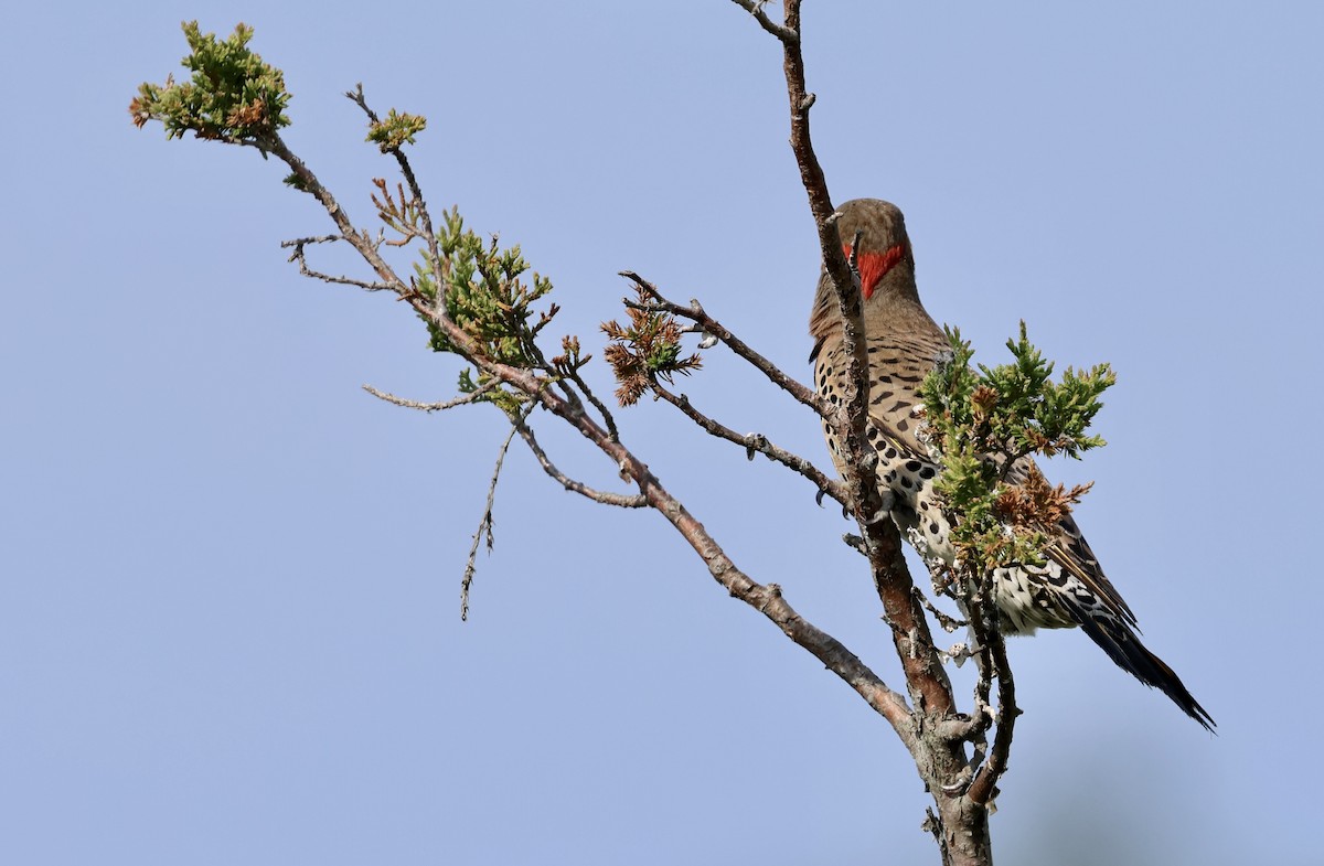 Northern Flicker - ML620611089