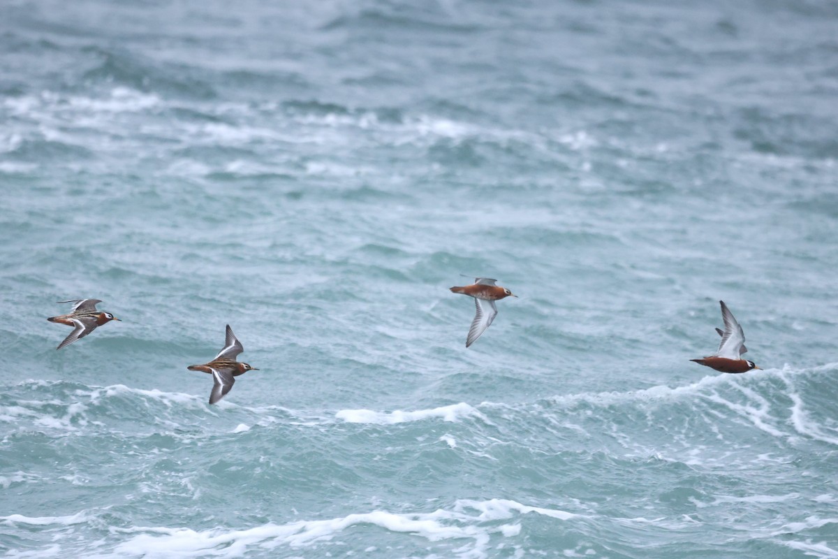 Red Phalarope - ML620611091