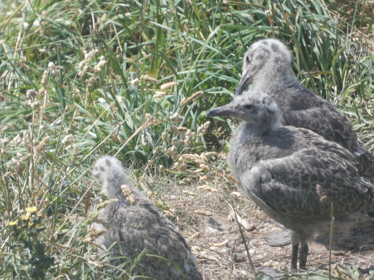 Gaviota Argéntea - ML620611092