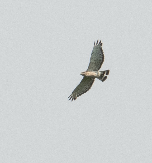 Broad-winged Hawk - ML620611095