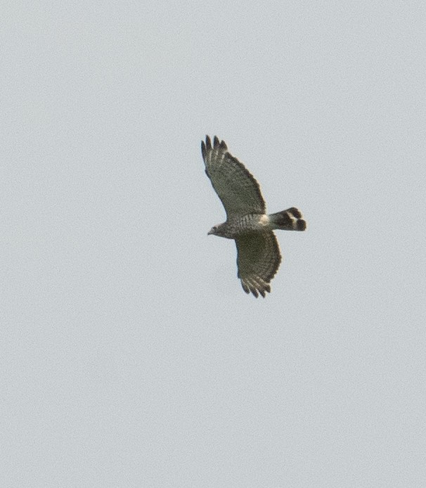 Broad-winged Hawk - ML620611097