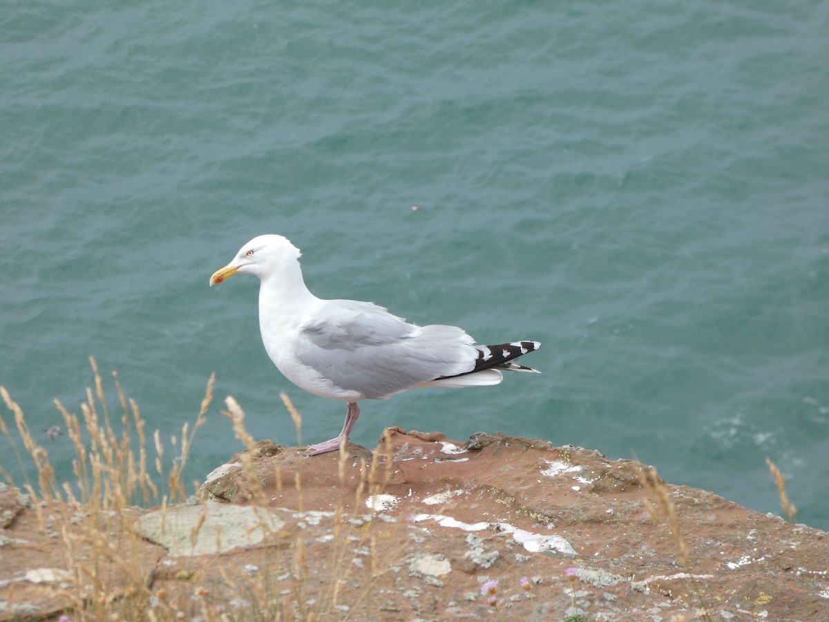 Herring Gull - Mike Tuer