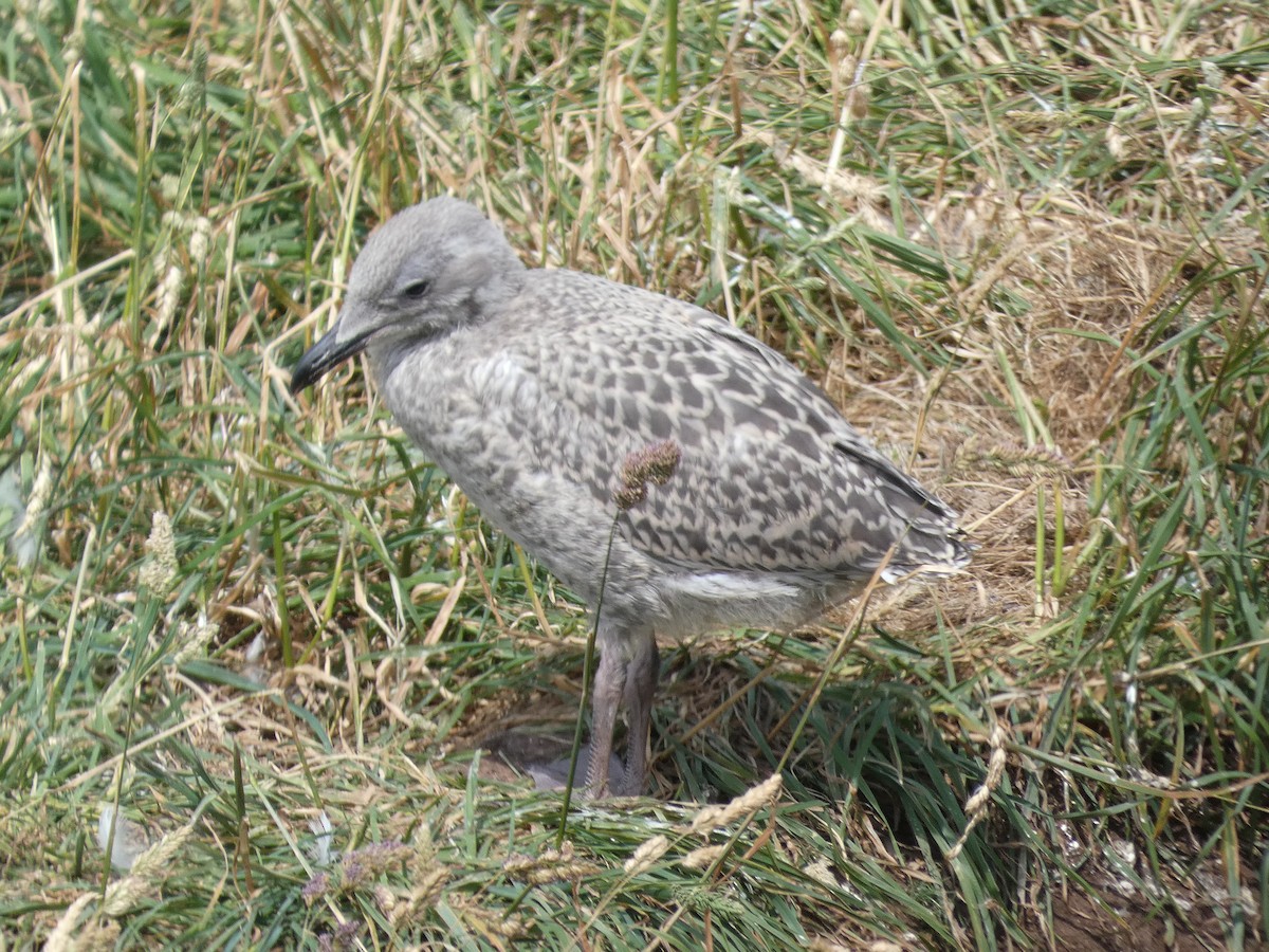 Herring Gull - Mike Tuer