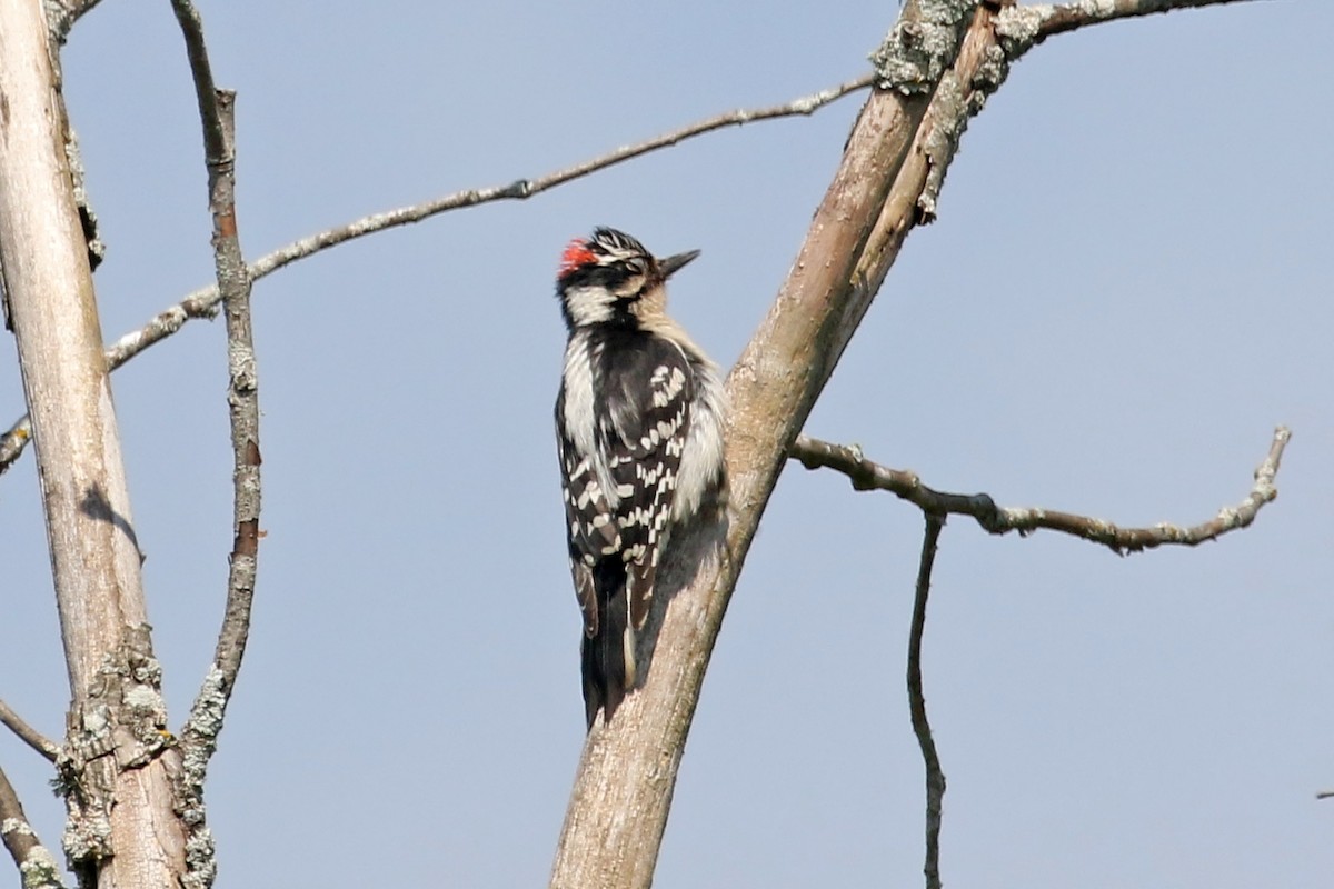 Downy Woodpecker - ML620611102