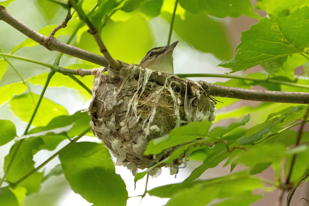 Red-eyed Vireo - Susan Elliott