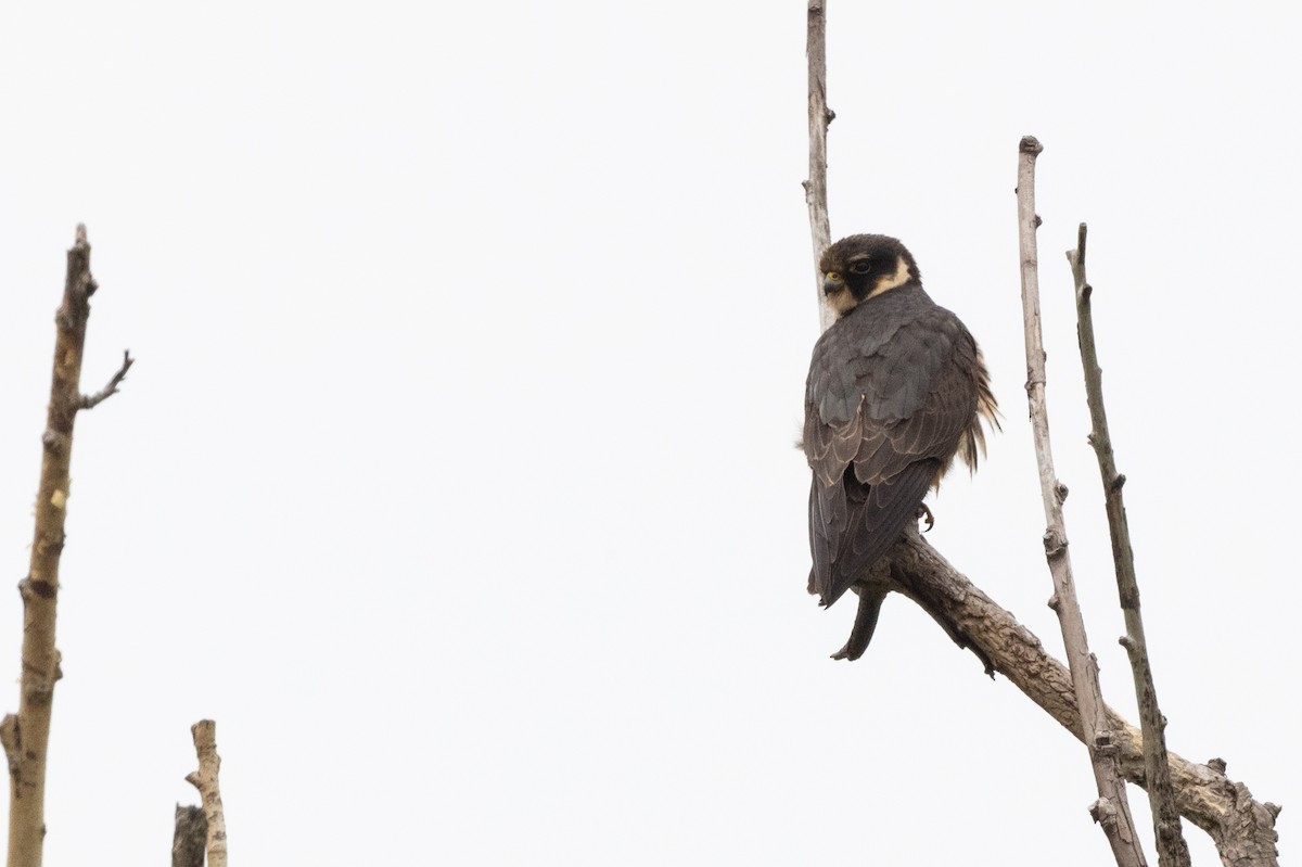 Eurasian Hobby - ML620611104