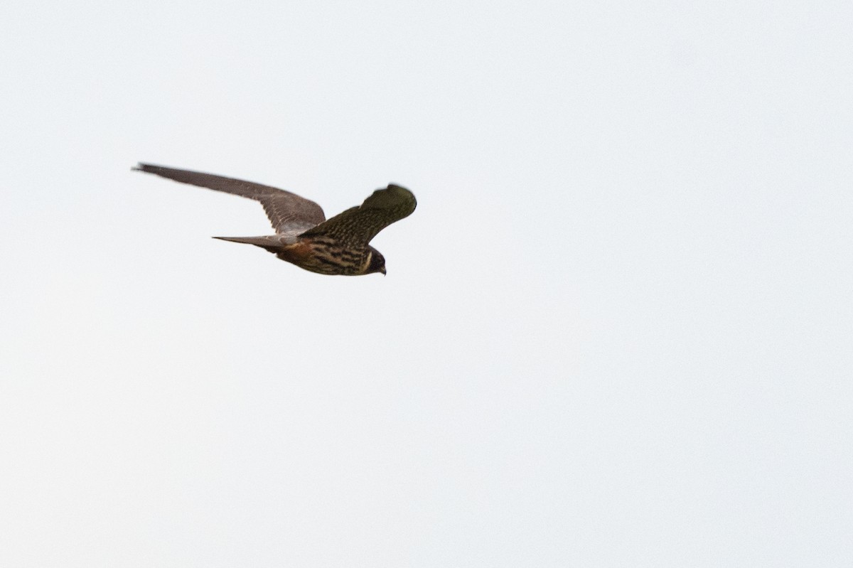 Eurasian Hobby - ML620611105