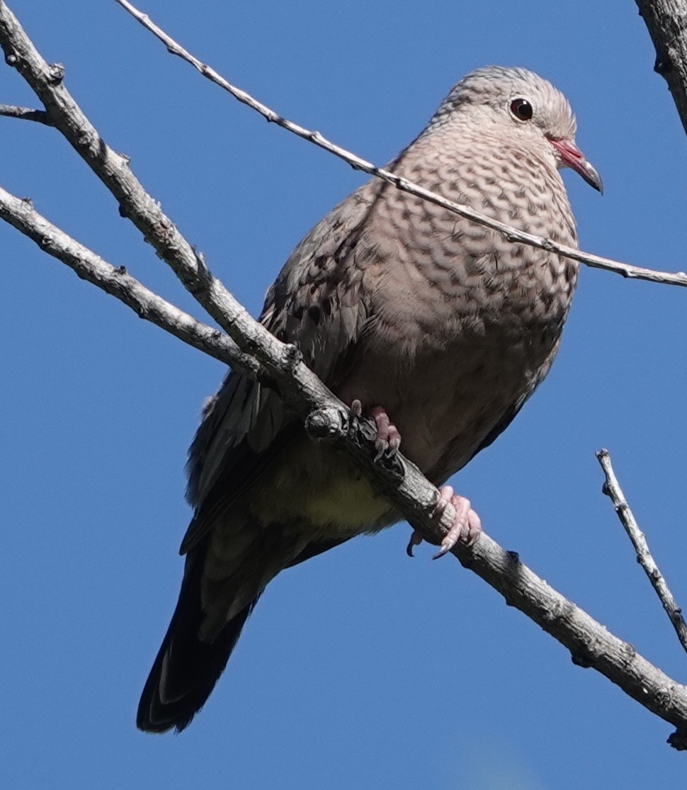 Common Ground Dove - ML620611109