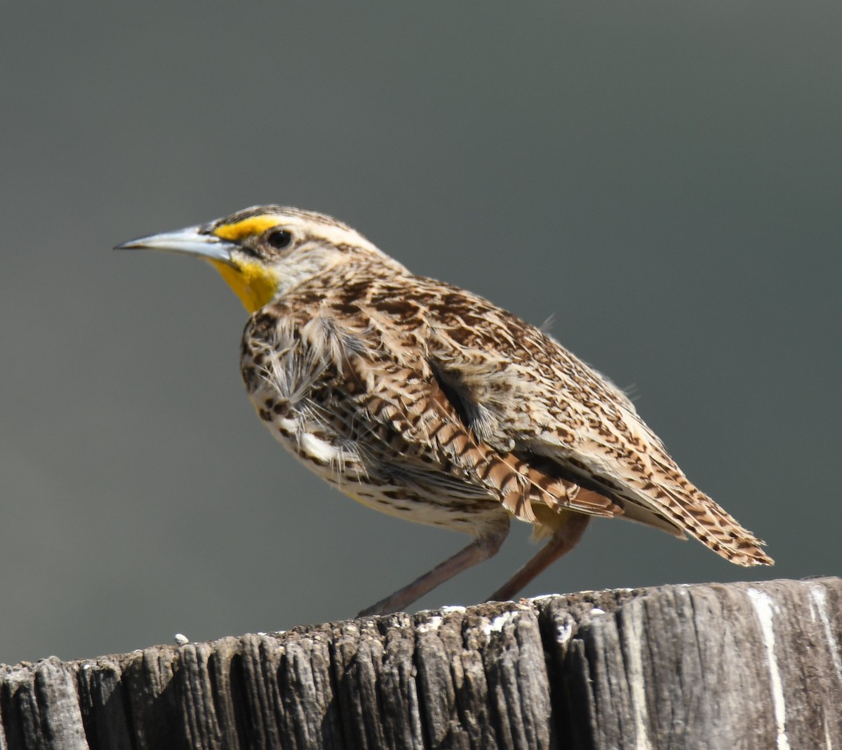 Western Meadowlark - ML620611114