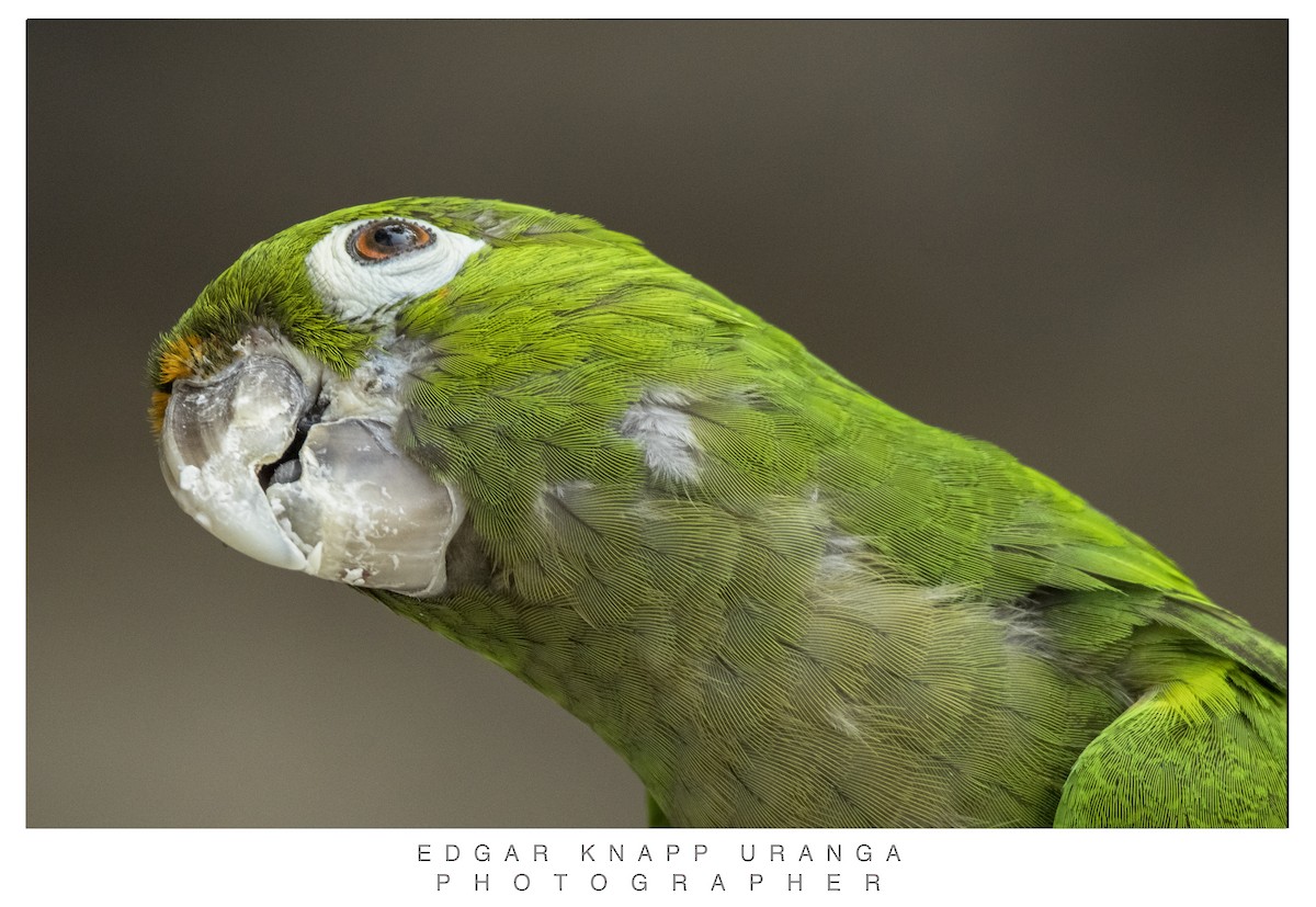 Olive-throated Parakeet - ML620611115