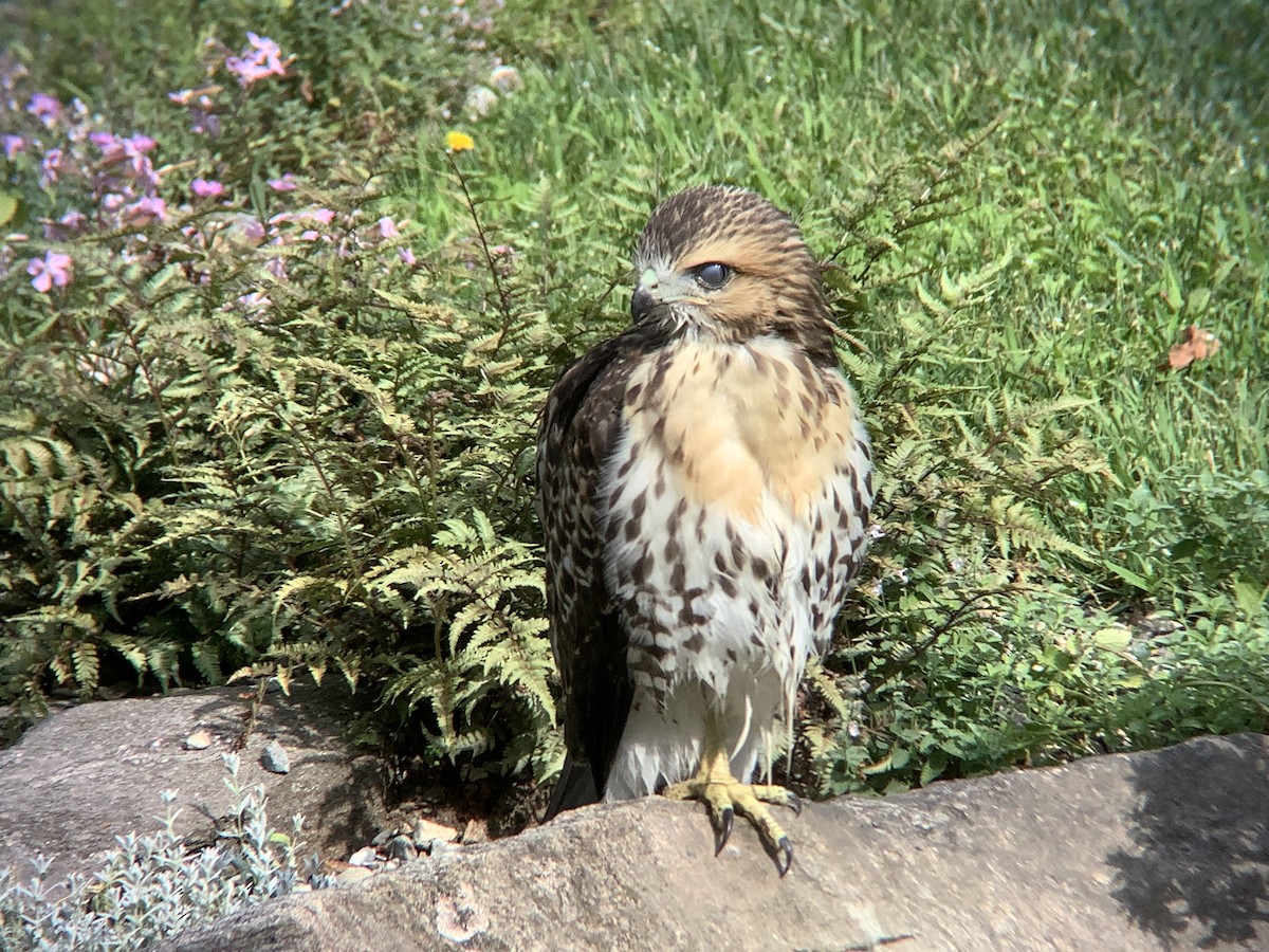 Red-tailed Hawk - ML620611117