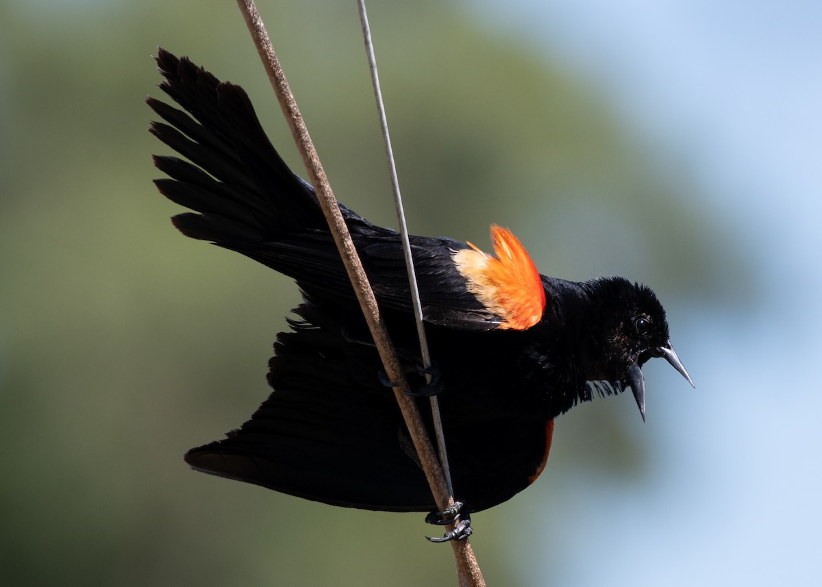 Red-winged Blackbird - ML620611118