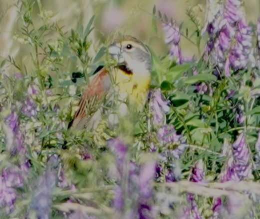 Dickcissel - ML620611121