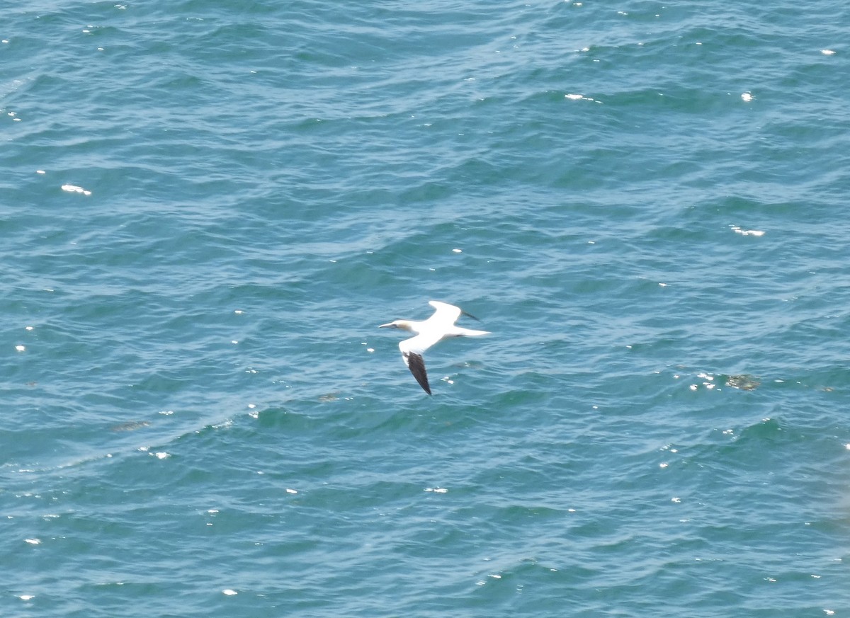 Northern Gannet - ML620611122