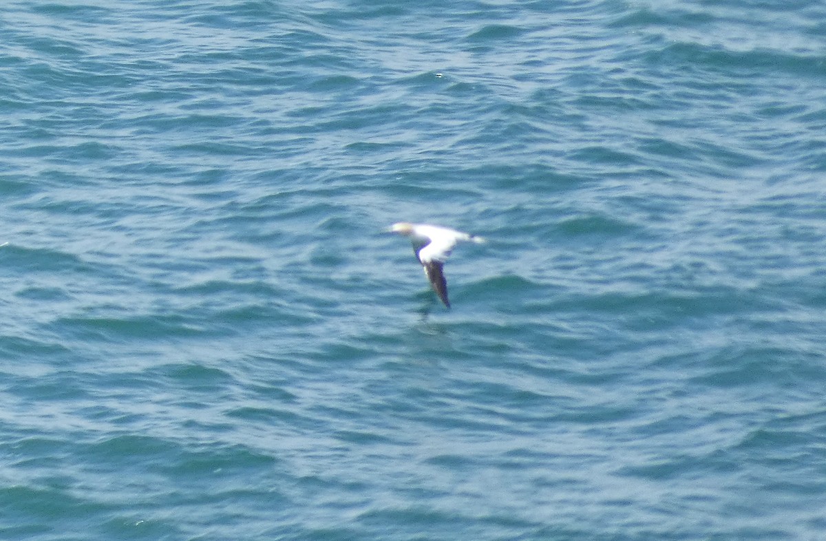 Northern Gannet - ML620611123