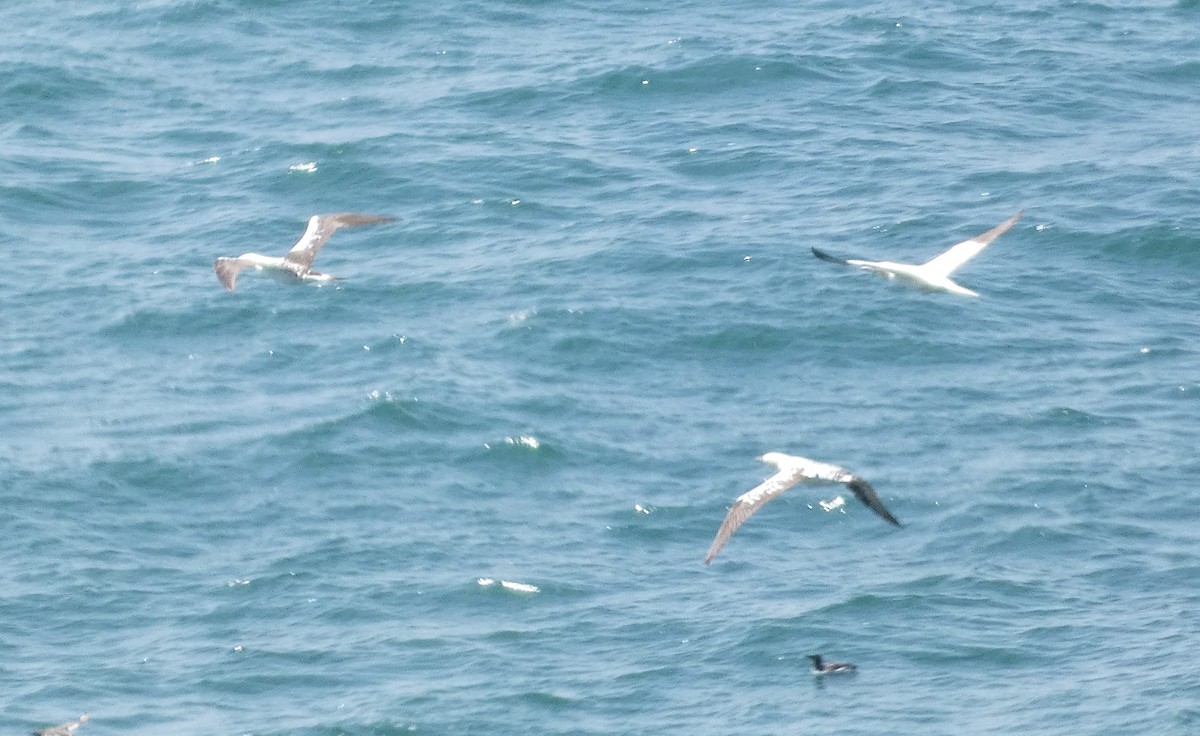 Northern Gannet - ML620611125