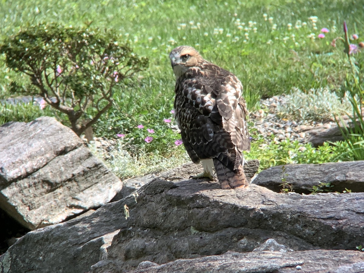 Red-tailed Hawk - ML620611126