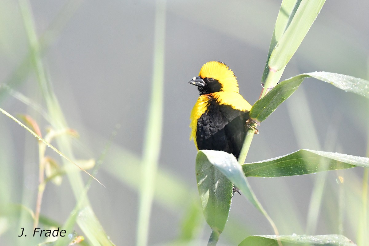 Yellow-crowned Bishop - ML620611128