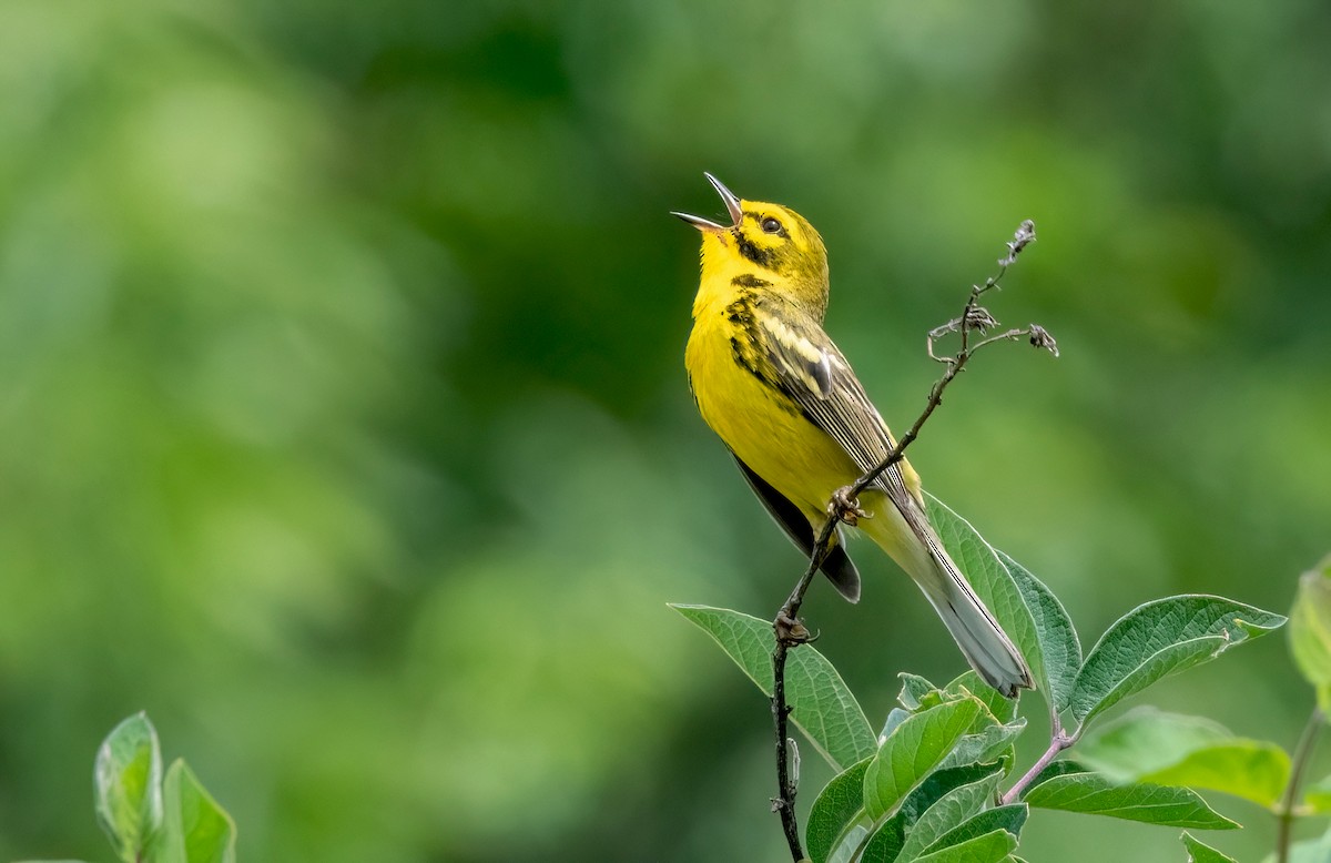 Prairie Warbler - ML620611129