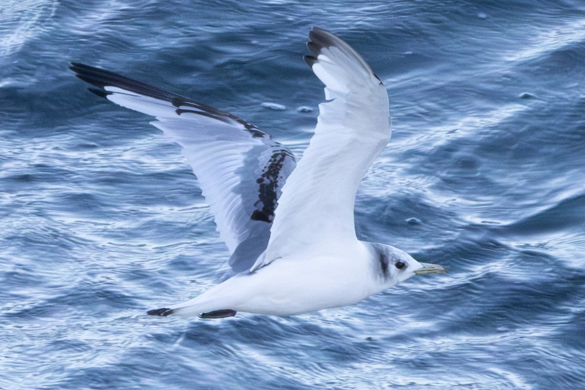 Black-legged Kittiwake - ML620611130