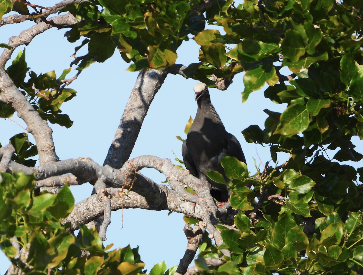 White-crowned Pigeon - ML620611131