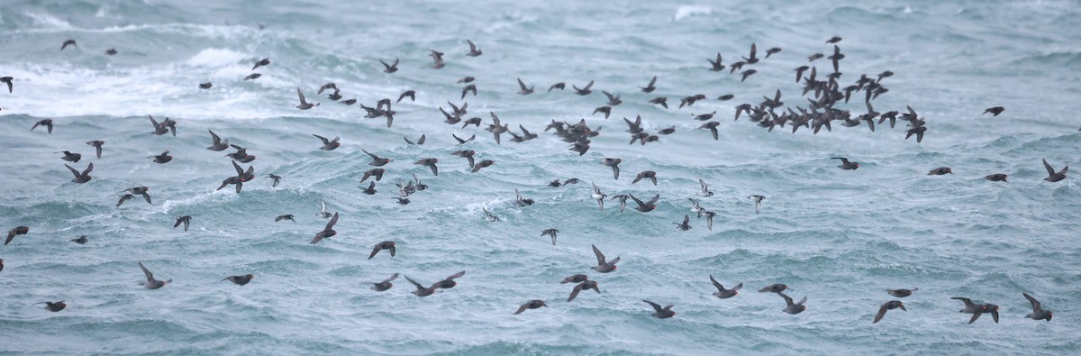 Crested Auklet - ML620611136