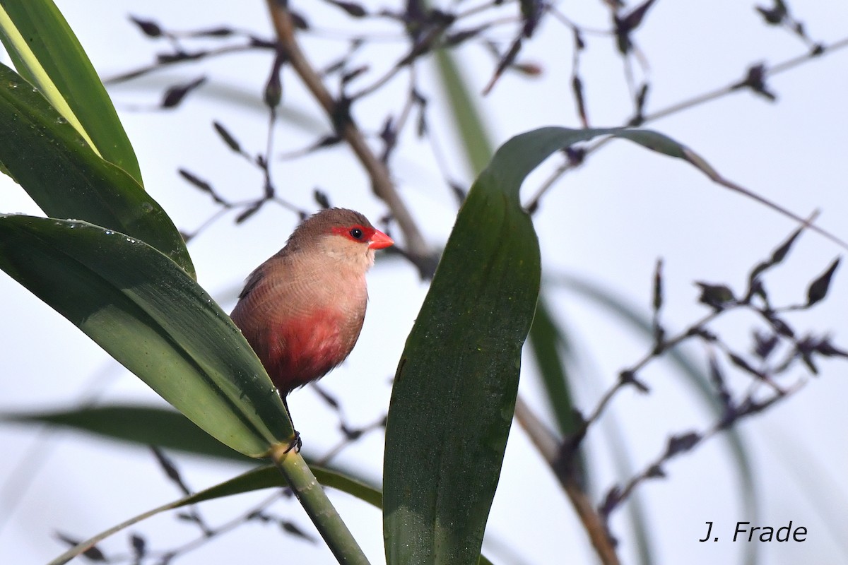 Common Waxbill - ML620611138