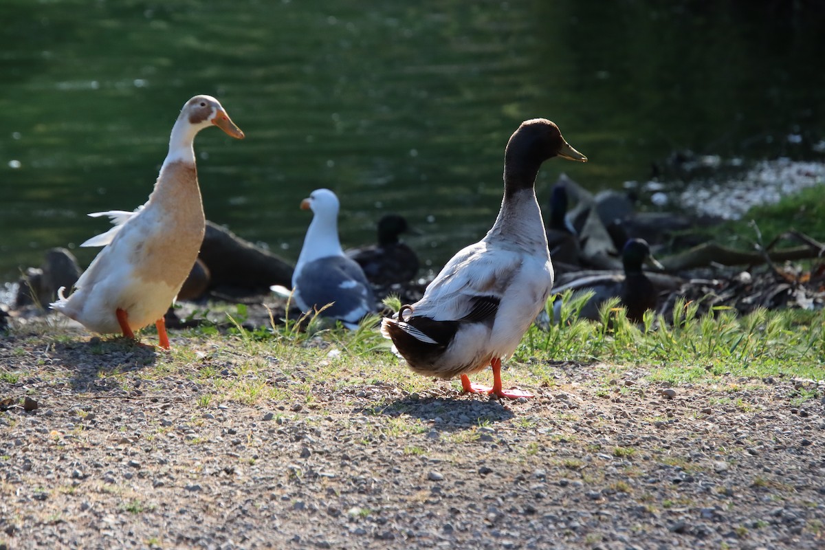 Mallard (Domestic type) - ML620611141